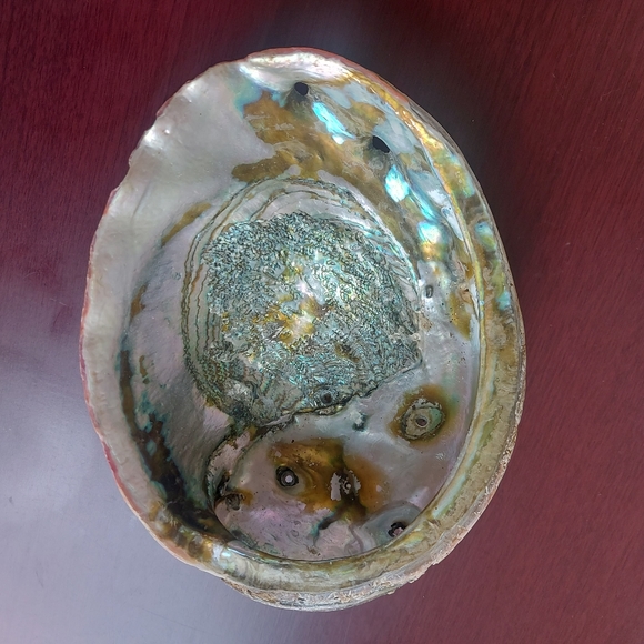Vintage LG Abalone Shell (A2)